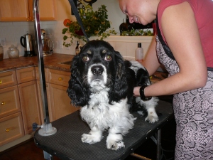 One of Alvin's first hair cuts after he came to live with me.  He looks so little.... 